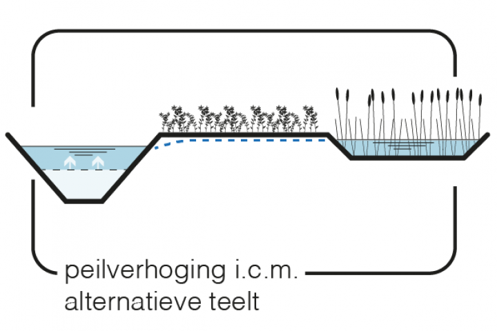 Maatregel 6 Peilverhoging in combinatie met alternatieve teelt